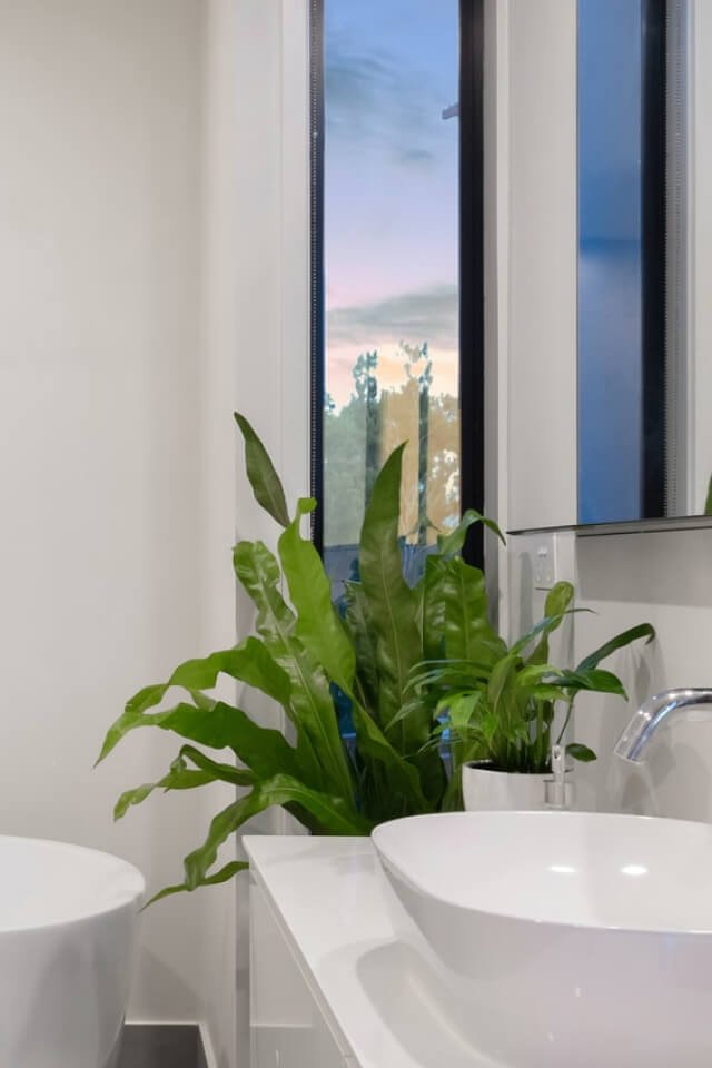 plants shop product gallery img 20 plants shop product gallery img 20